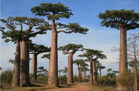 Baobabs_geant_deMadagascar__1_.jpg